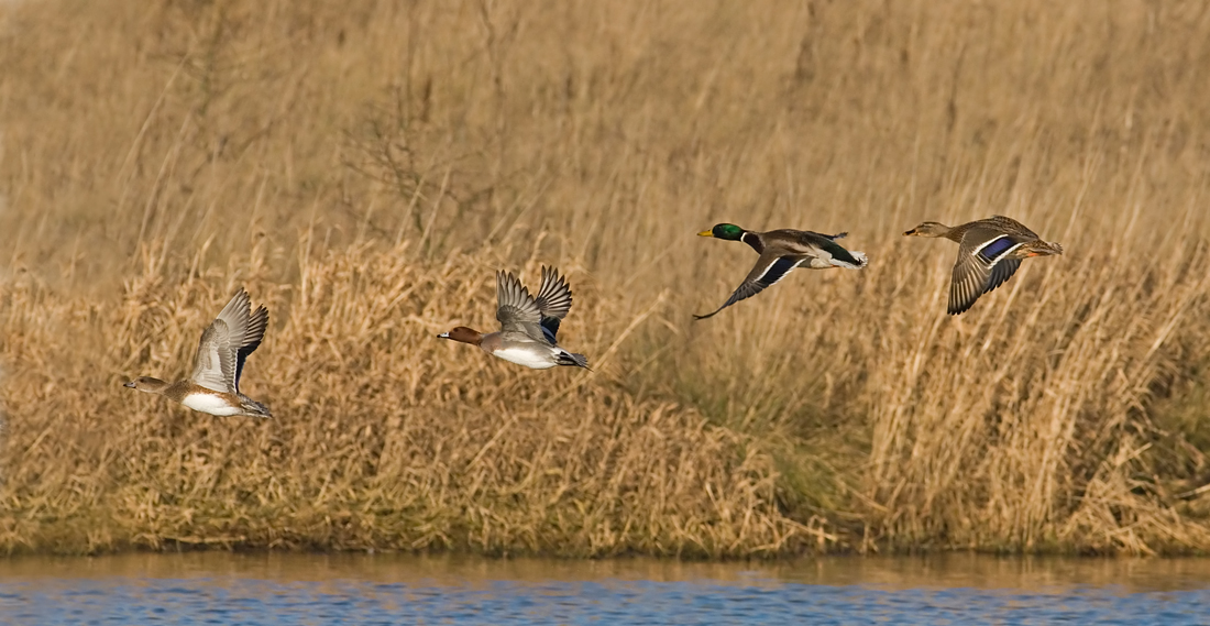 Mallard and Pochard